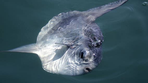 Giant, alien-looking fish washes ashore in Oregon — you won’t believe its size