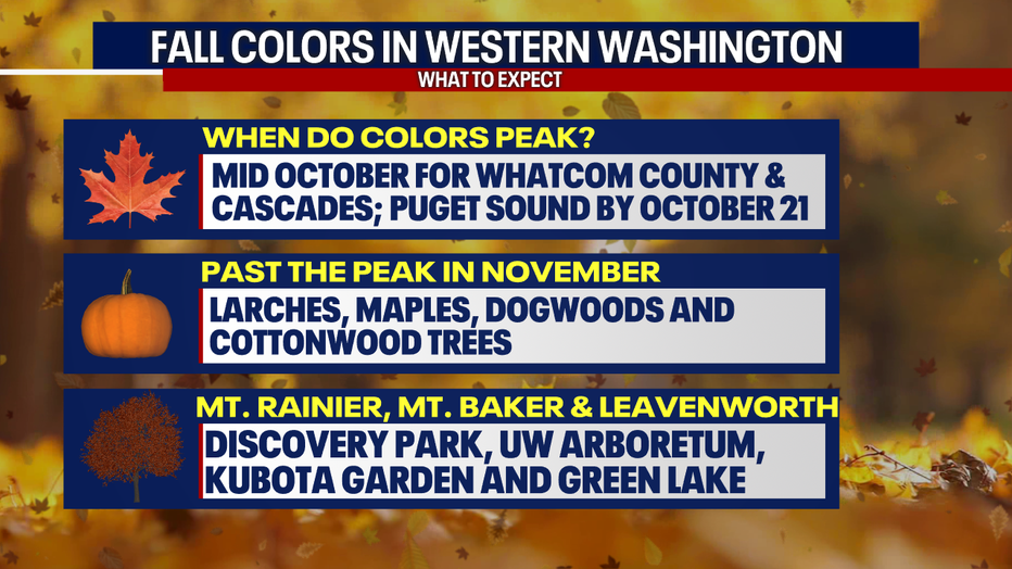 As cooler weather returns to Western Washington this fall, the autumn colors should peak in Seattle in mid October.