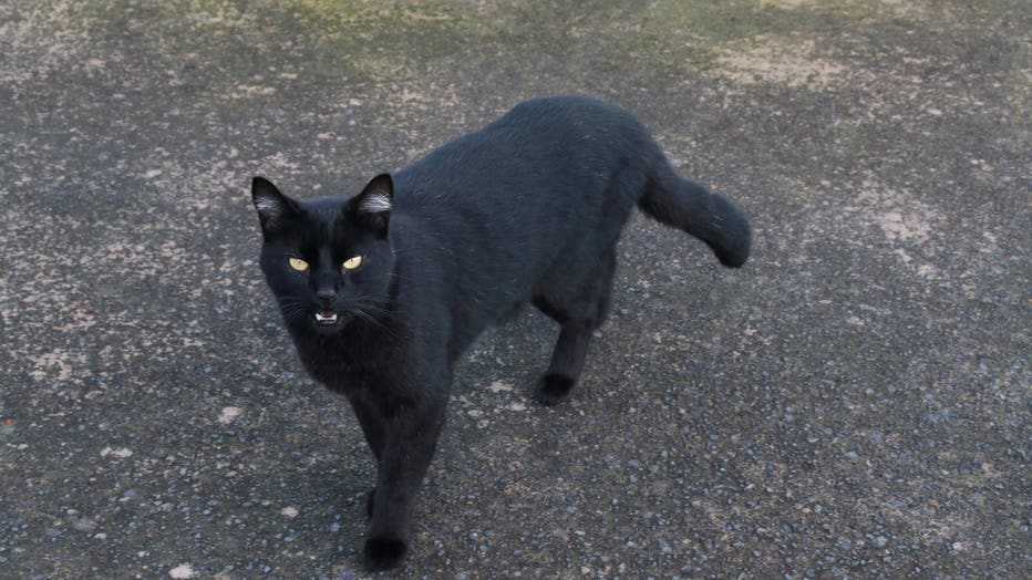 black cat