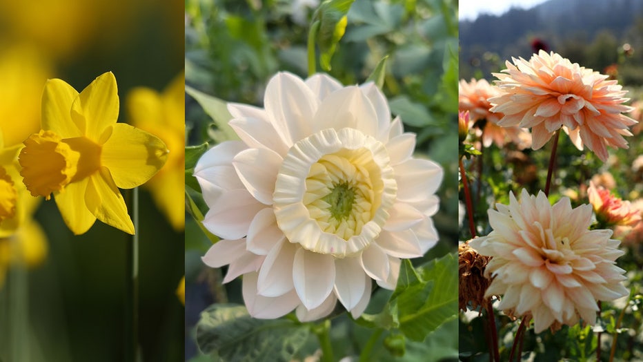 From left to right: Daffodil (Getty Images), Daffodil (@cattleandcutflowers), Dahlia (Getty Images)