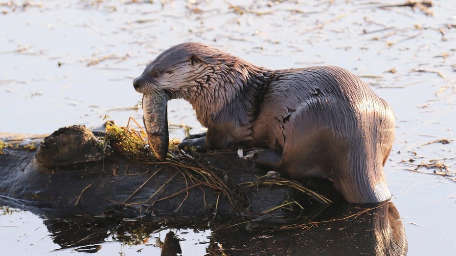 otter photo