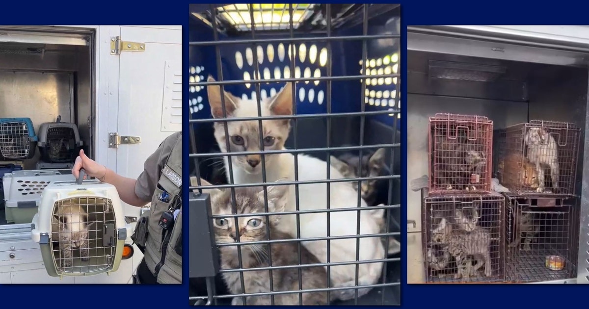 100 rescued cats heading to overcrowded Tacoma shelter | FOX 13 Seattle