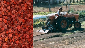 Farmers use WA food grower's remains to grow new buckwheat variety