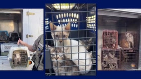 100 rescued cats, 10 dogs heading to overcrowded Tacoma, WA shelter