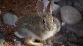 Contagious, deadly rabbit disease detected in WA