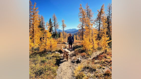 Volunteers step in as large crowds swarm WA's North Cascades for 'Larch Madness'