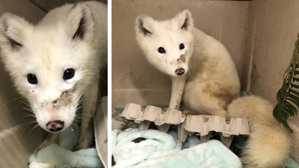 White animal seen wandering in Portland, OR identified as Arctic fox