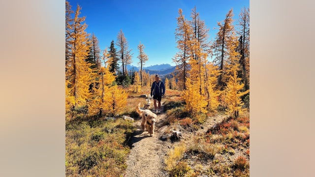 Volunteers step in as large crowds swarm WA's North Cascades for 'Larch Madness'