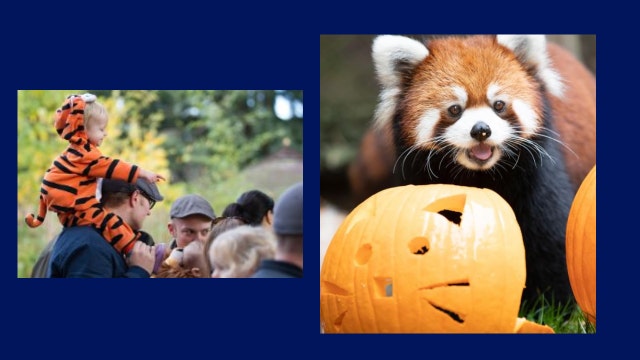 Pumpkin Bash returning to Seattle's Woodland Park Zoo