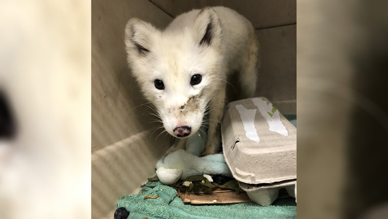 A white animal seen wandering around Portland, Oregon was safely captured by animal rescuers, and it was positively identified as an arctic fox. The Bird Alliance of Oregon posted photos of the female fox on Facebook saying she was brought into its Wildlife Care Center on Saturday, but they don’t know what brought her to Portland in the first place. The shelter says the arctic fox is considered an exotic animal, since they don’t naturally occur in Oregon. Arctic foxes are native to tundra biomes, which in North America, can be found in coastal areas surrounding Alaska and across northern Canada. Across the globe, arctic foxes are common in places like Greenland, Svalbard and Norther Russia.
Workers at the shelter say the fox is friendly, and approached people when she was being rescued. This indicates that she most likely raised in captivity, since she is not expressing appropriate fear responses to humans that a wild animal would have.
It is illegal to own a fox as a pet in Washington and Oregon. The shelter said this arctic fox’s story is unfortunately something that happens a lot with wild animals.
