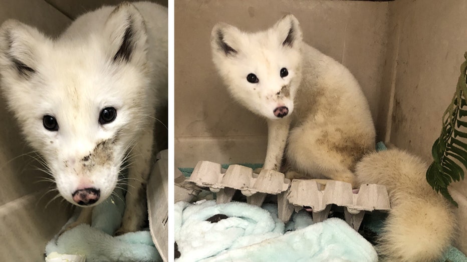 A white animal seen wandering around Portland, Oregon was safely captured by animal rescuers, and it was positively identified as an arctic fox. The Bird Alliance of Oregon posted photos of the female fox on Facebook saying she was brought into its Wildlife Care Center on Saturday, but they don’t know what brought her to Portland in the first place. The shelter says the arctic fox is considered an exotic animal, since they don’t naturally occur in Oregon. Arctic foxes are native to tundra biomes, which in North America, can be found in coastal areas surrounding Alaska and across northern Canada. Across the globe, arctic foxes are common in places like Greenland, Svalbard and Norther Russia. Workers at the shelter say the fox is friendly, and approached people when she was being rescued. This indicates that she most likely raised in captivity, since she is not expressing appropriate fear responses to humans that a wild animal would have. It is illegal to own a fox as a pet in Washington and Oregon. The shelter said this arctic fox’s story is unfortunately something that happens a lot with wild animals.