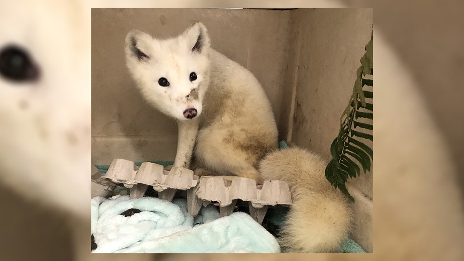A white animal seen wandering around Portland, Oregon was safely captured by animal rescuers, and it was positively identified as an arctic fox. The Bird Alliance of Oregon posted photos of the female fox on Facebook saying she was brought into its Wildlife Care Center on Saturday, but they don’t know what brought her to Portland in the first place. The shelter says the arctic fox is considered an exotic animal, since they don’t naturally occur in Oregon. Arctic foxes are native to tundra biomes, which in North America, can be found in coastal areas surrounding Alaska and across northern Canada. Across the globe, arctic foxes are common in places like Greenland, Svalbard and Norther Russia.
Workers at the shelter say the fox is friendly, and approached people when she was being rescued. This indicates that she most likely raised in captivity, since she is not expressing appropriate fear responses to humans that a wild animal would have.
It is illegal to own a fox as a pet in Washington and Oregon. The shelter said this arctic fox’s story is unfortunately something that happens a lot with wild animals.