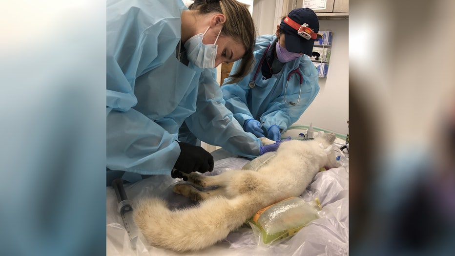 A white animal seen wandering around Portland, Oregon was safely captured by animal rescuers, and it was positively identified as an arctic fox. The Bird Alliance of Oregon posted photos of the female fox on Facebook saying she was brought into its Wildlife Care Center on Saturday, but they don’t know what brought her to Portland in the first place. The shelter says the arctic fox is considered an exotic animal, since they don’t naturally occur in Oregon. Arctic foxes are native to tundra biomes, which in North America, can be found in coastal areas surrounding Alaska and across northern Canada. Across the globe, arctic foxes are common in places like Greenland, Svalbard and Norther Russia. Workers at the shelter say the fox is friendly, and approached people when she was being rescued. This indicates that she most likely raised in captivity, since she is not expressing appropriate fear responses to humans that a wild animal would have. It is illegal to own a fox as a pet in Washington and Oregon. The shelter said this arctic fox’s story is unfortunately something that happens a lot with wild animals.