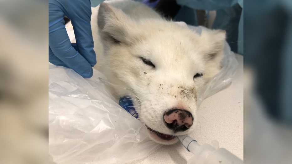 A white animal seen wandering around Portland, Oregon was safely captured by animal rescuers, and it was positively identified as an arctic fox. The Bird Alliance of Oregon posted photos of the female fox on Facebook saying she was brought into its Wildlife Care Center on Saturday, but they don’t know what brought her to Portland in the first place. The shelter says the arctic fox is considered an exotic animal, since they don’t naturally occur in Oregon. Arctic foxes are native to tundra biomes, which in North America, can be found in coastal areas surrounding Alaska and across northern Canada. Across the globe, arctic foxes are common in places like Greenland, Svalbard and Norther Russia. Workers at the shelter say the fox is friendly, and approached people when she was being rescued. This indicates that she most likely raised in captivity, since she is not expressing appropriate fear responses to humans that a wild animal would have. It is illegal to own a fox as a pet in Washington and Oregon. The shelter said this arctic fox’s story is unfortunately something that happens a lot with wild animals.