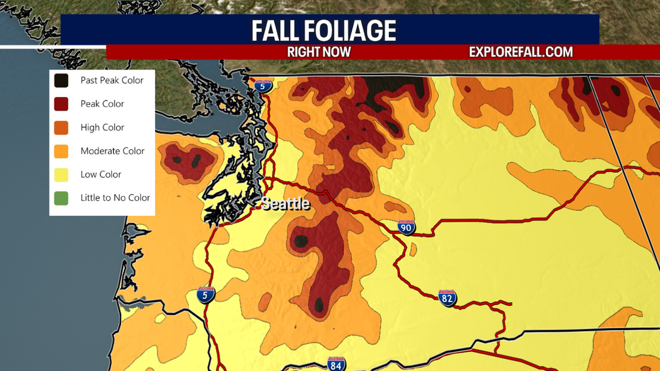 A map showing the areas in Western Washington that are nearing peak color.