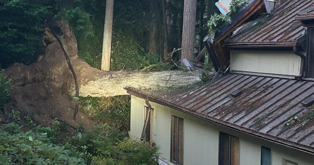 Woman dies after tree falls on Eastside home | FOX 13 Seattle