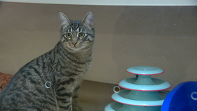 Seattle Humane Society facing challenges due to storm