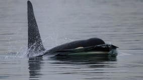 WA Southern Resident orca reported missing