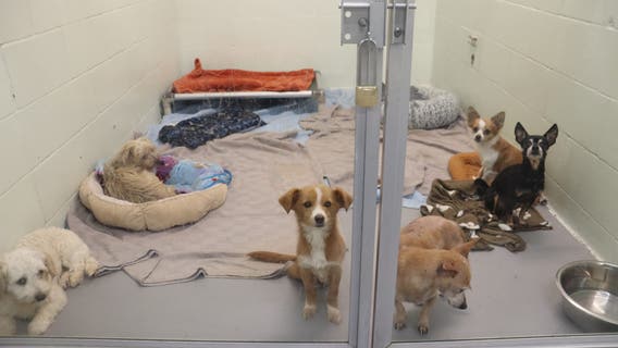 Tacoma Humane temporarily waives adoption fees as shelter is 'beyond full'