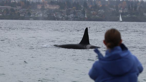 J-Pod, K-Pod orcas make surprise visit near Vashon Island