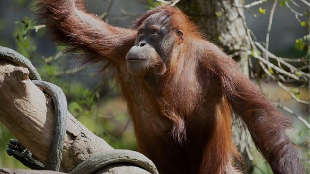 Woodland Park Zoo handler recovering after serious orangutan bite