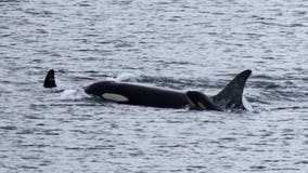 Orca Tahlequah seen pushing second dead calf in WA waters