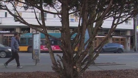 Man 'trims' West Seattle Junction Christmas tree into unhealthy state