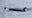 Orca Tahlequah seen pushing second dead calf in WA waters