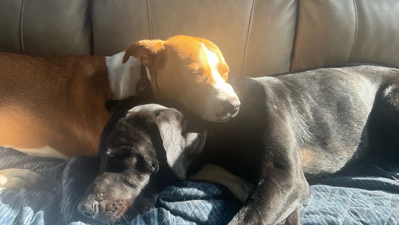 Island County residents worry of possible pet serial killer after 2 dogs killed, 2 missing