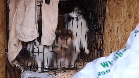35 dogs, 18 cats, 1 horse removed from property in Roy, WA