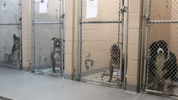 Tacoma Humane Society reopens after plumbing emergency