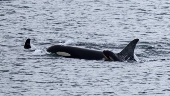 Orca Tahlequah seen pushing second dead calf in WA waters