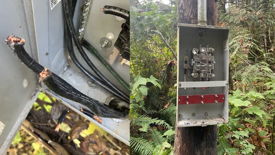 WA fish ladder hit by copper thieves, disrupting ecosystem and economy