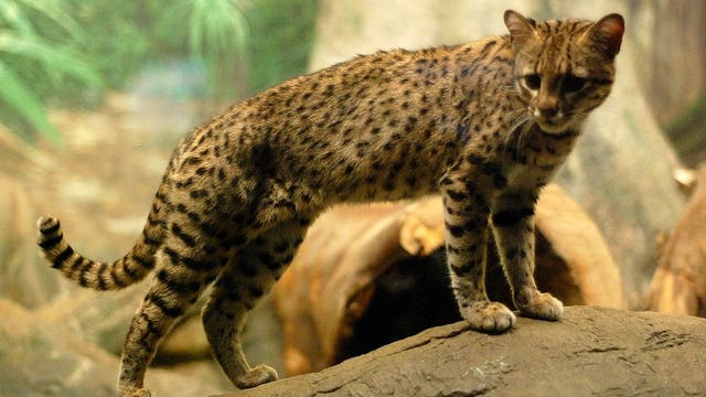 Timeline: Bird flu outbreak kills big cats at shelter south of Seattle