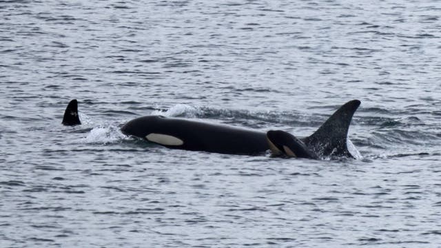 Orca Tahlequah seen pushing second dead calf in WA waters