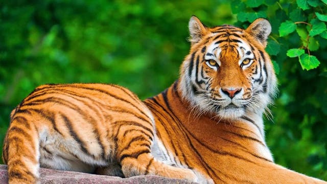 20 big cats dead after bird flu outbreak at WA animal sanctuary
