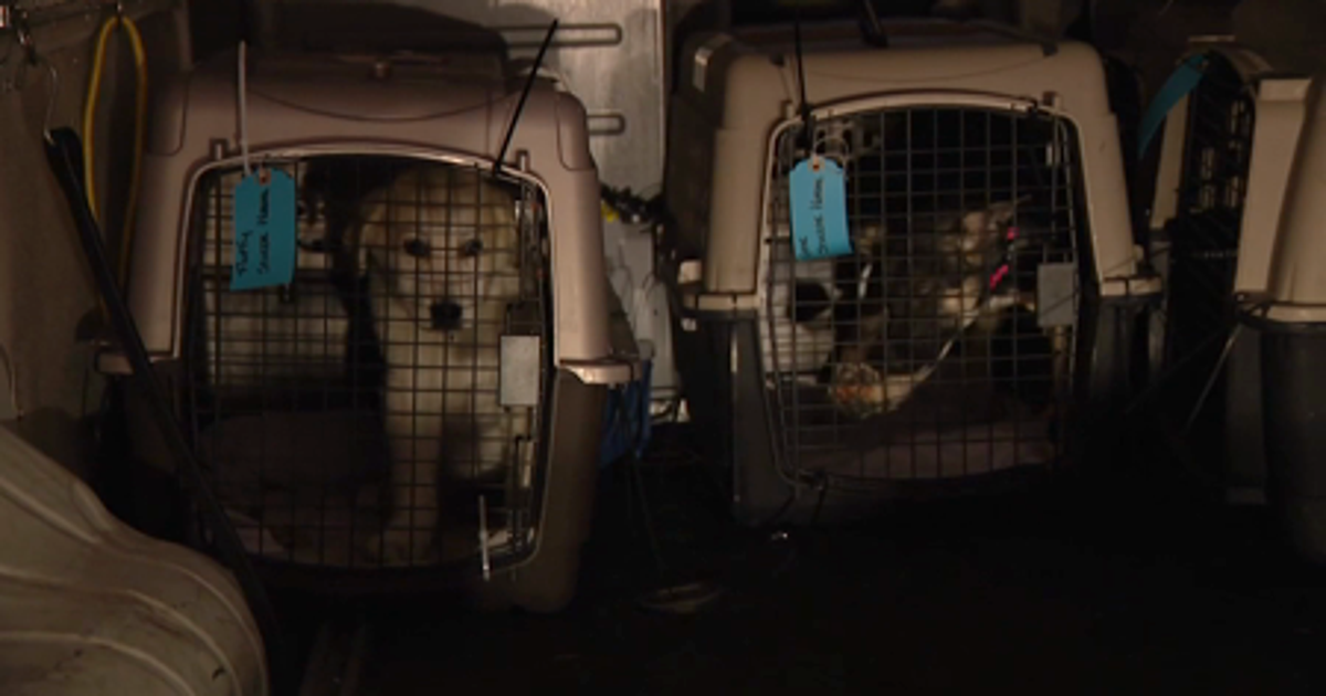 Animals from Los Angeles shelters land in Seattle | FOX 13 Seattle