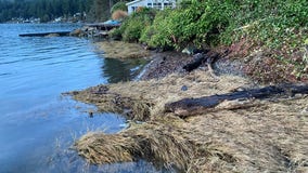 King tides expected in South Puget Sound on Jan. 4-6