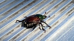 Japanese beetle infestation threatens Washington agriculture, gardens