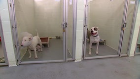 Tacoma animal shelter remains crowded despite 'successful' dog adoption event