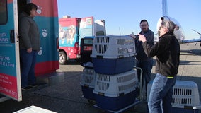 Shelter pets from LA wildfire zone arrive in Seattle