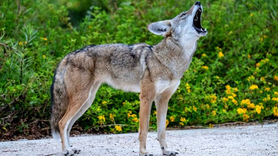 2 recent coyote attacks in Bellevue, WA area