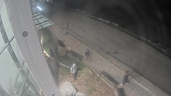 VIDEO: Police seek 5 suspects in Edmonds waterfront shooting