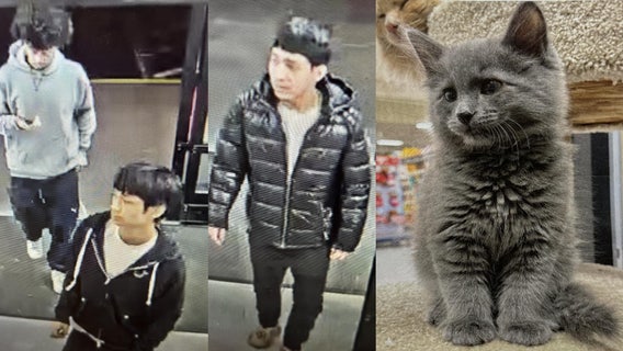 Police seek suspects who stole kitten from PetSmart in Lynnwood, WA