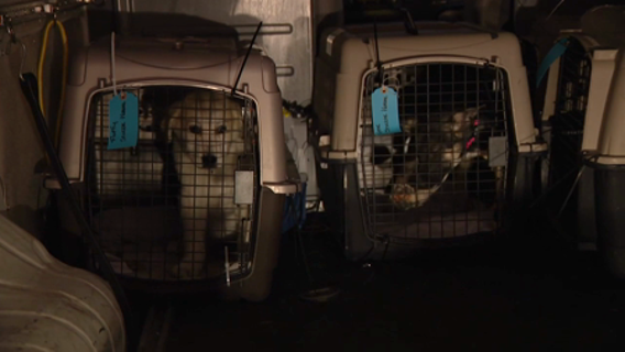 CA wildfires: Dozens of animals from Los Angeles shelters land in Seattle