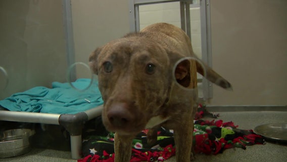 Seattle Humane flying in 60 cats, dogs to help shelters impacted by LA wildfires