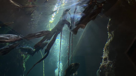 Protecting the depths: Bull kelp could become WA’s state marine forest