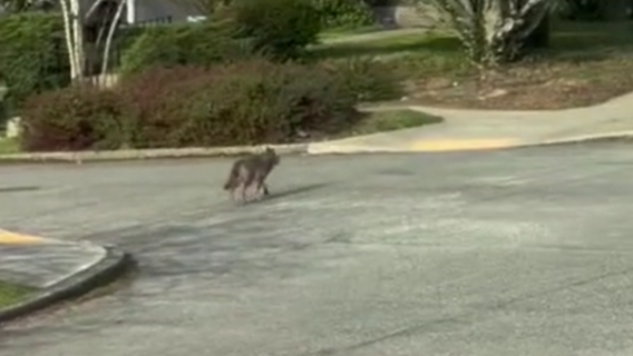 More coyote attacks, incidents reported in Bellevue