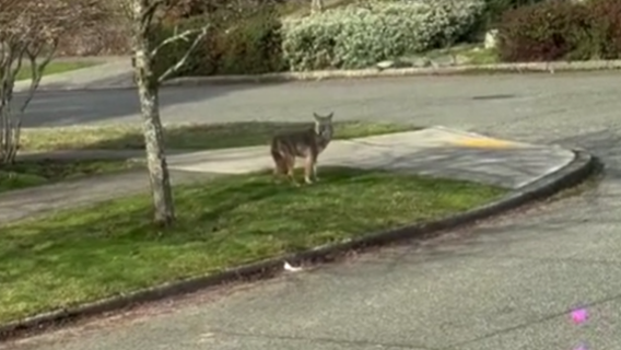 Video shows coyote crossing West Seattle street 'unfazed'