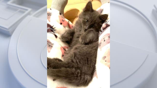 'Booberry' the kitten returned after being stolen from WA PetSmart